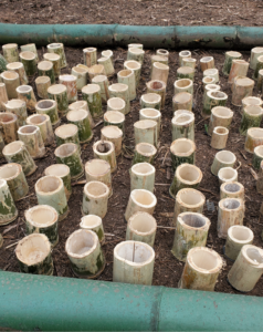 Figure 2. Bamboo offcuts are used as pots for the germination of seeds collected by community members